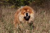 CHOW CHOW 429